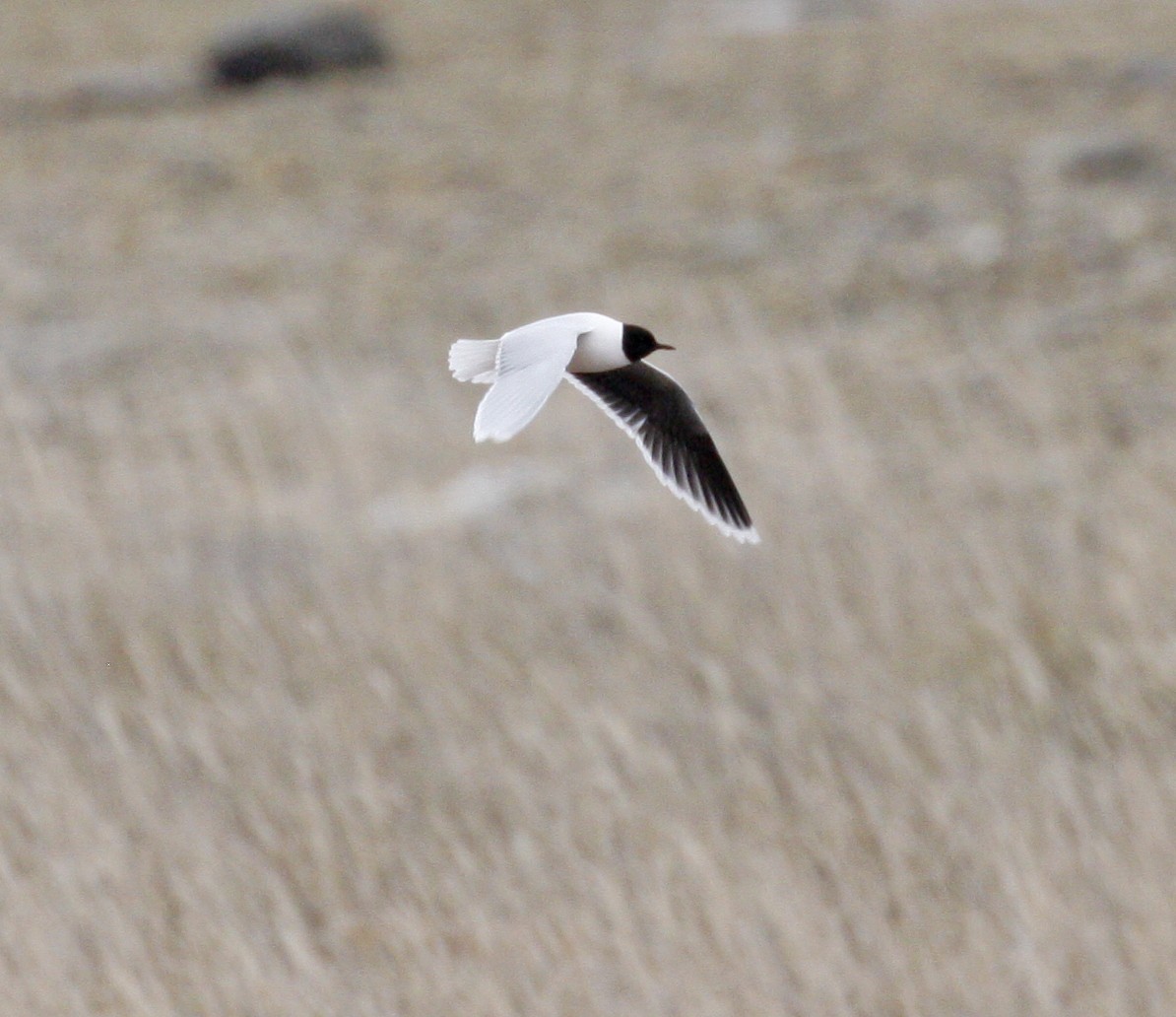 Gaviota Enana - ML620150831