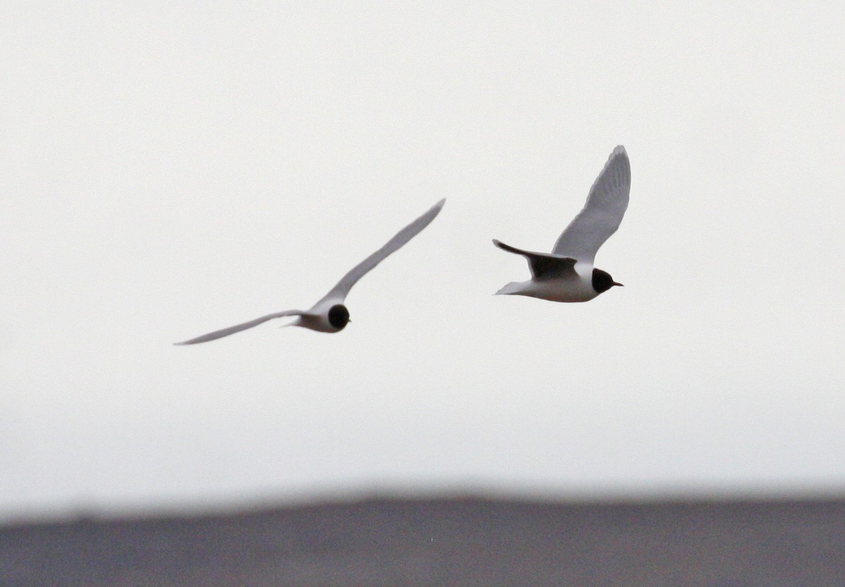 Little Gull - Bruce M. Di Labio