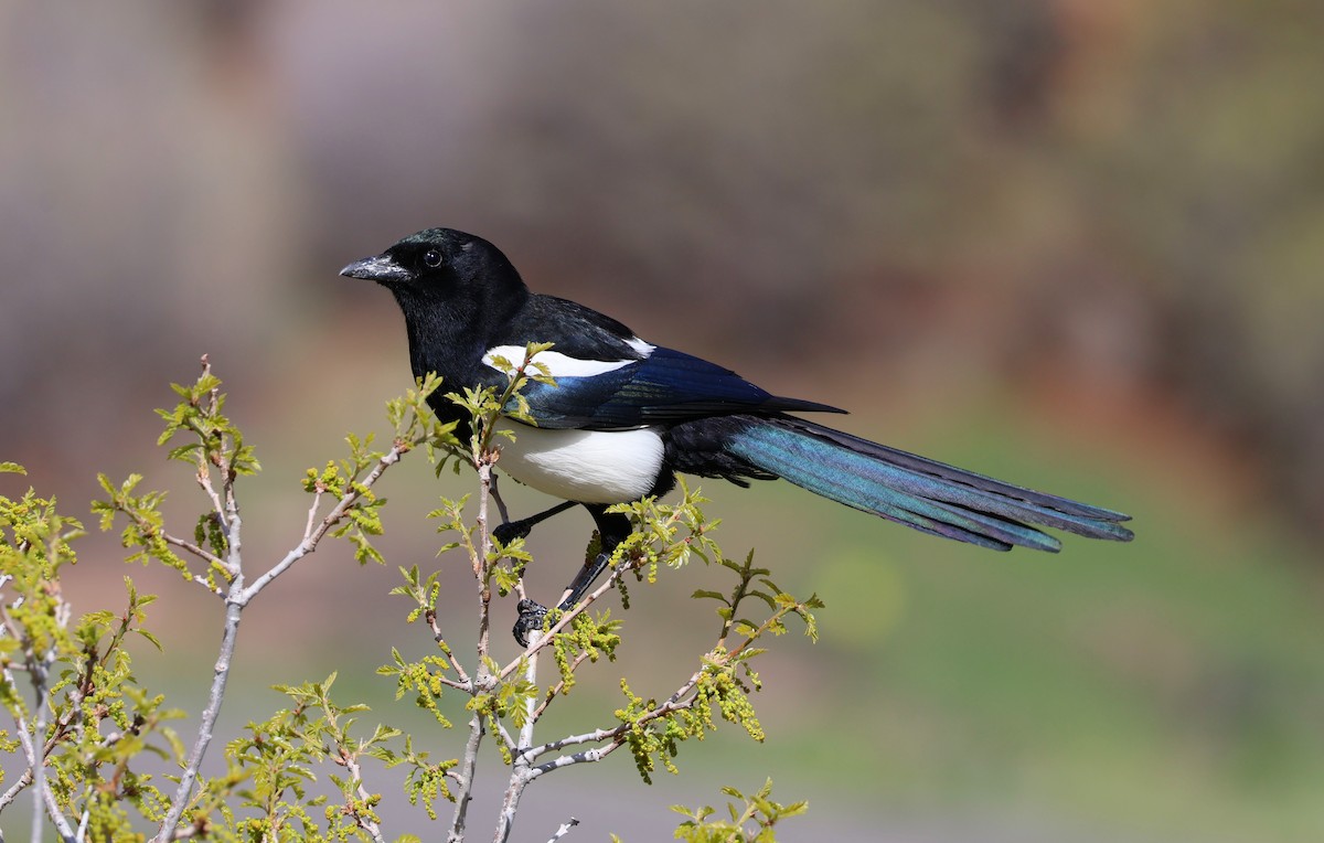 Black-billed Magpie - ML620150851