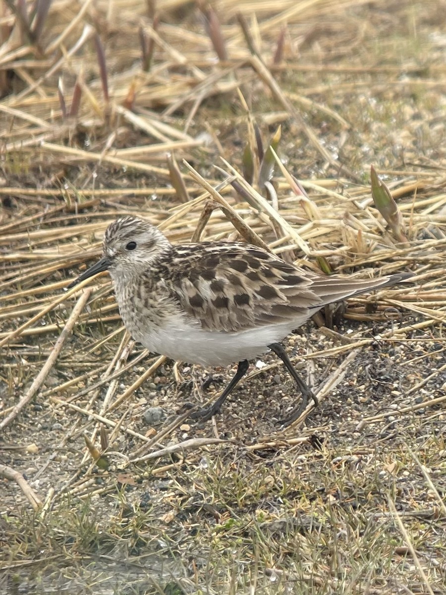 Baird's Sandpiper - ML620150857