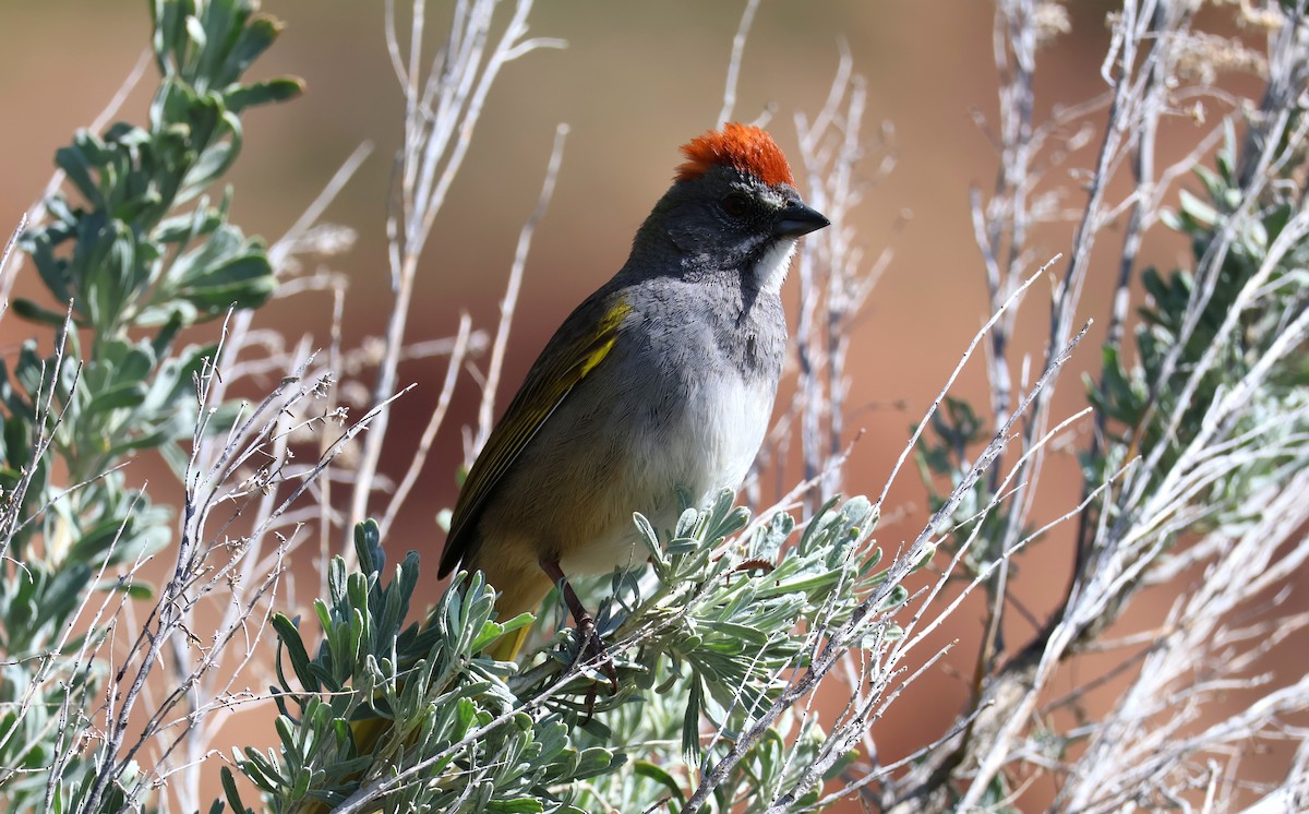 Green-tailed Towhee - ML620150867