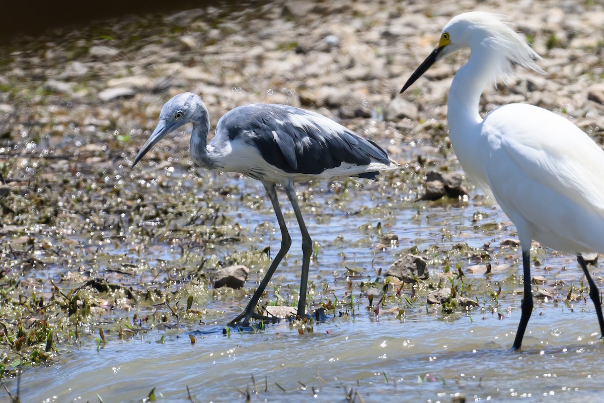 Little Blue Heron - ML620150872