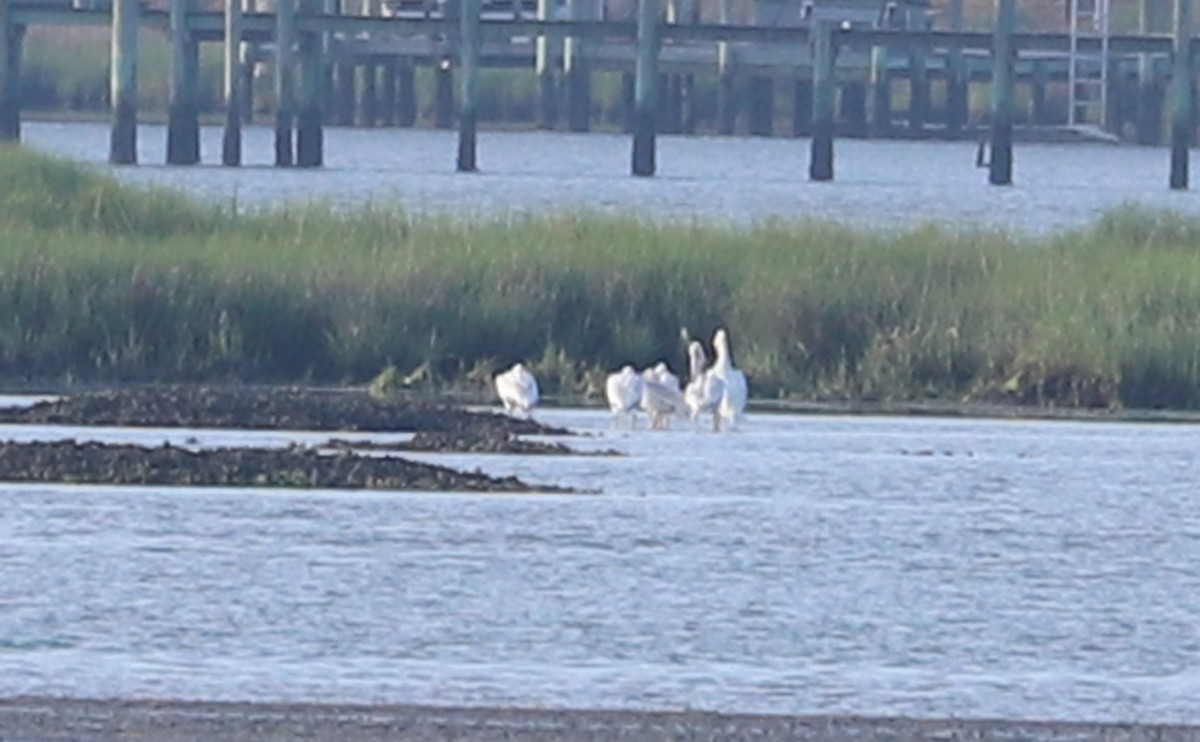 American White Pelican - ML620150874