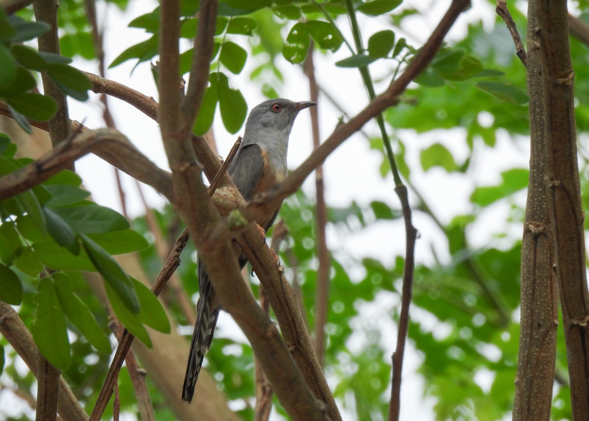 Plaintive Cuckoo - ML620150875