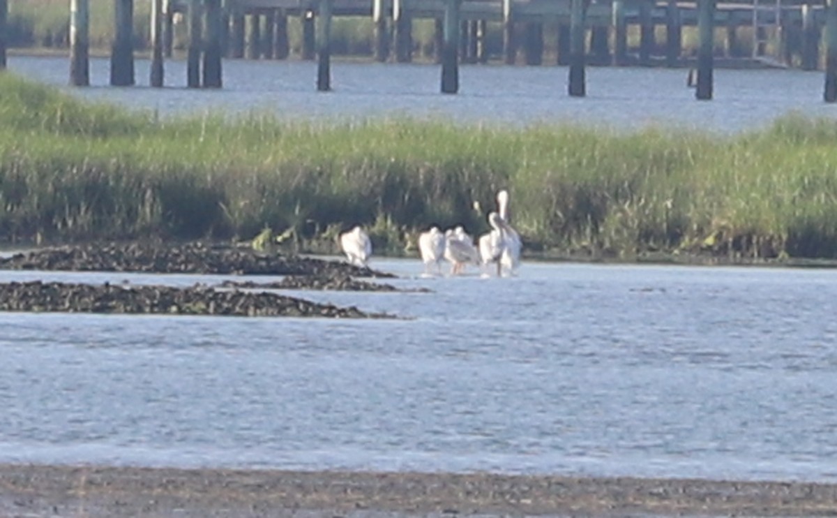 American White Pelican - ML620150878