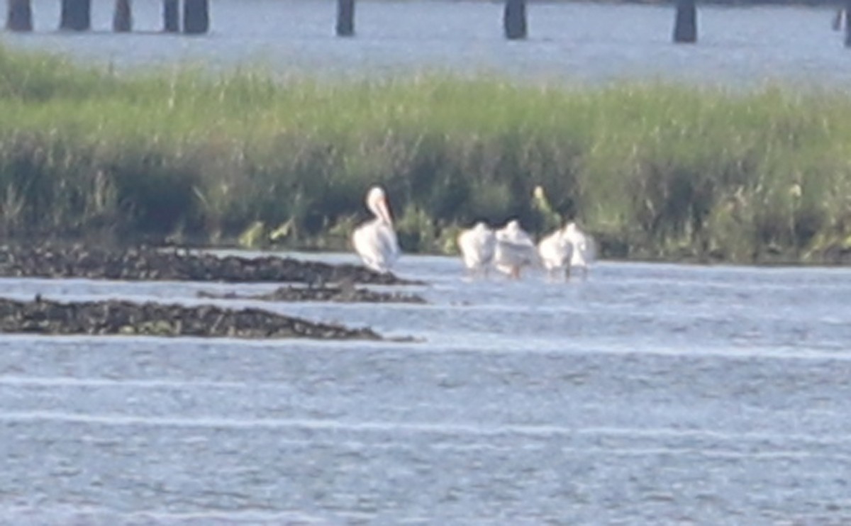 American White Pelican - ML620150885