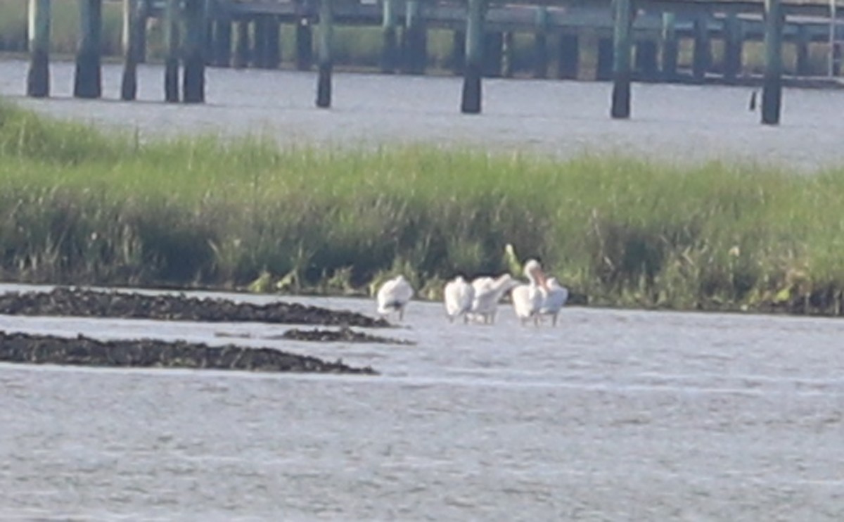 American White Pelican - ML620150887