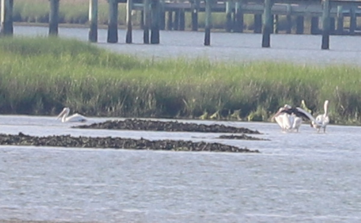 American White Pelican - ML620150889