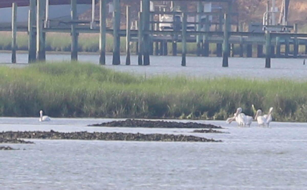 American White Pelican - ML620150893