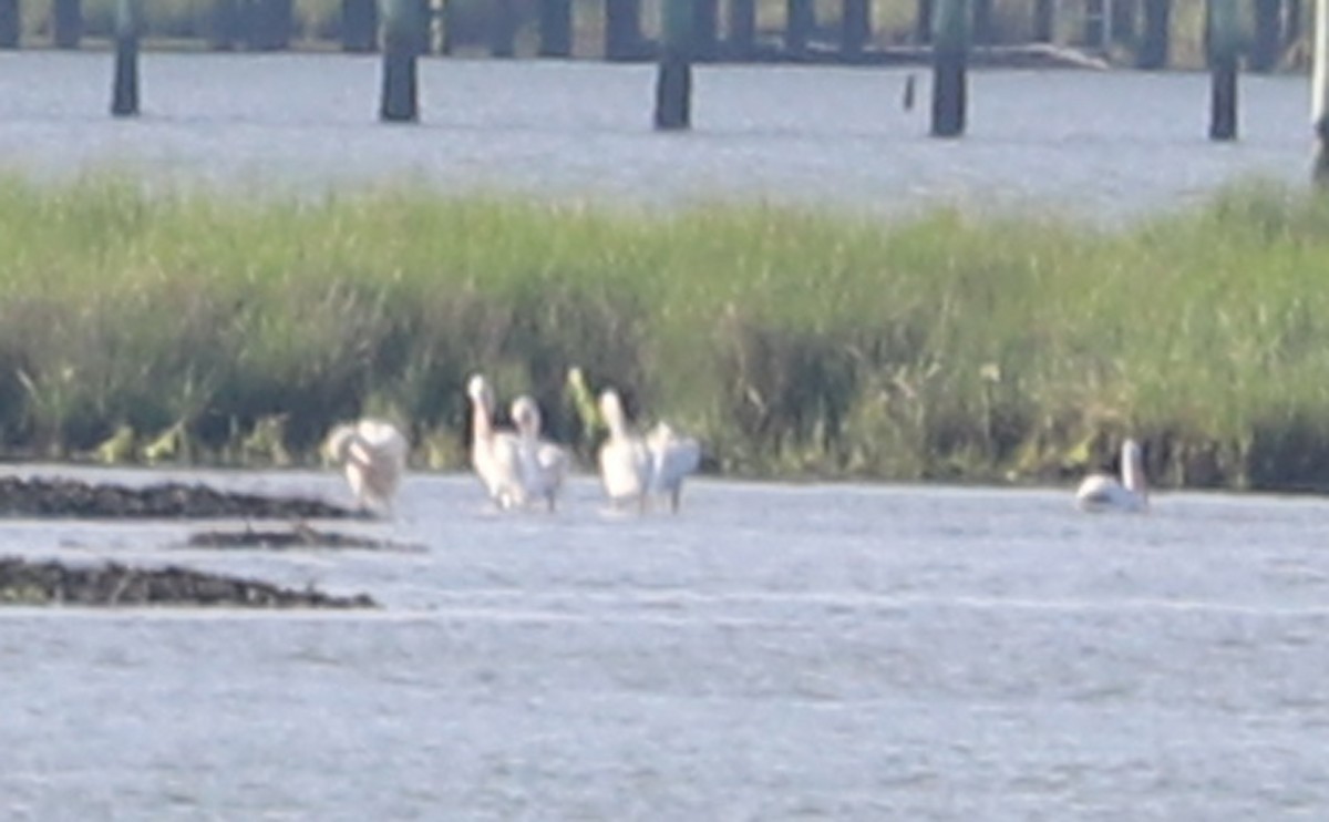 American White Pelican - ML620150896