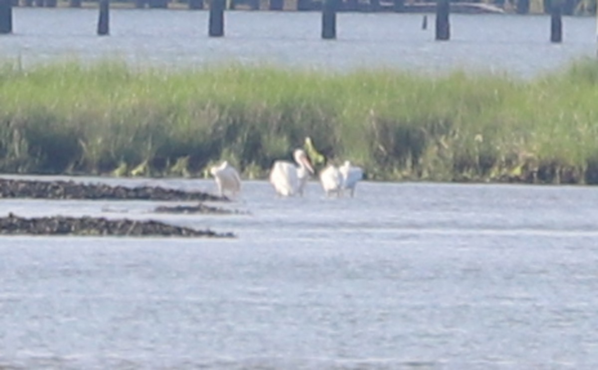 American White Pelican - ML620150900