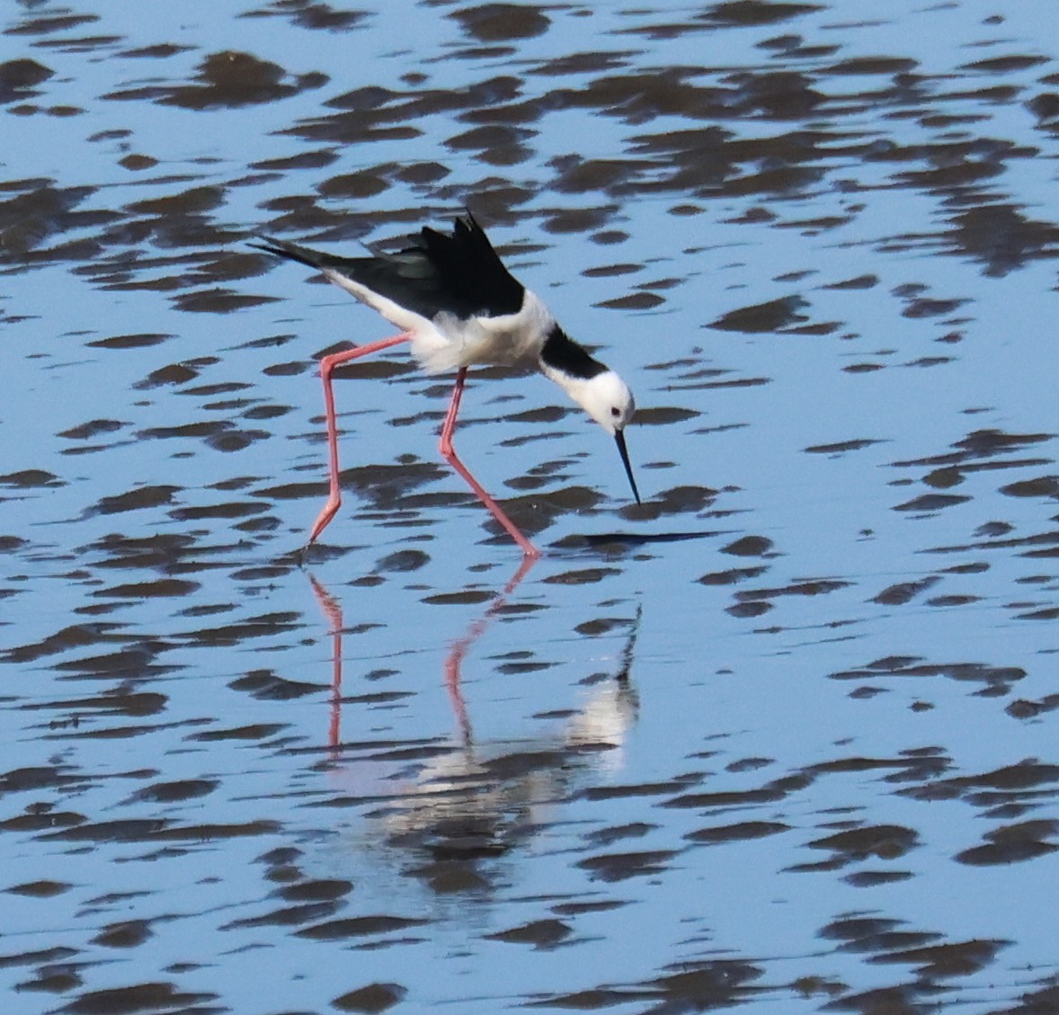 Pied Stilt - ML620150901