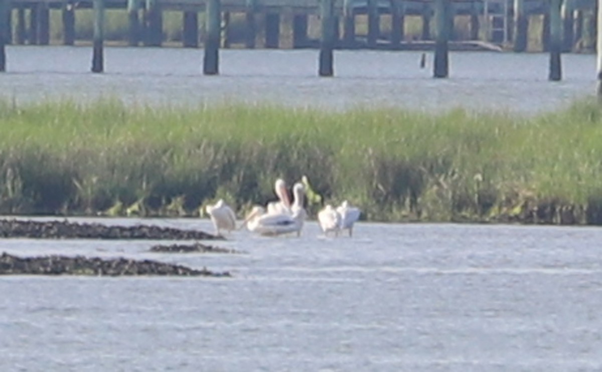 American White Pelican - ML620150903