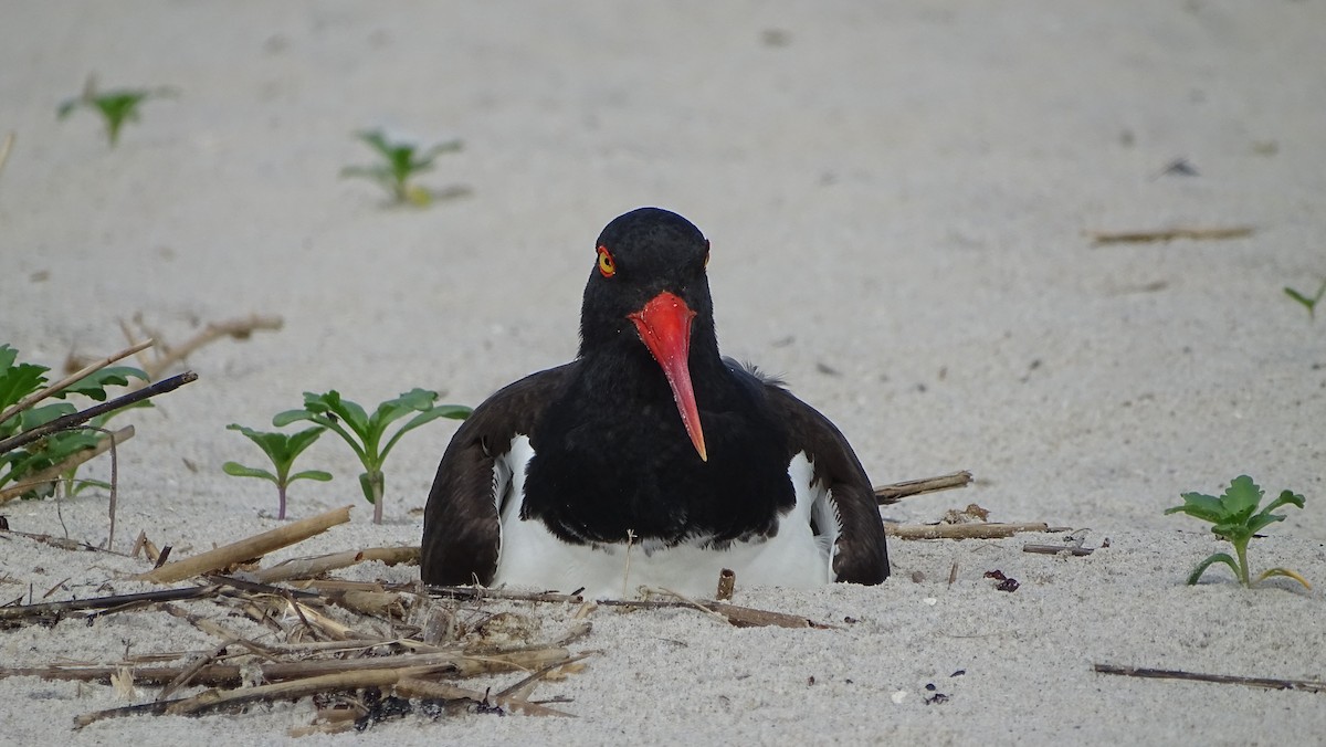 American Oystercatcher - ML620150912