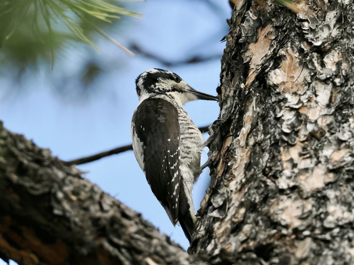 American Three-toed Woodpecker - ML620150921
