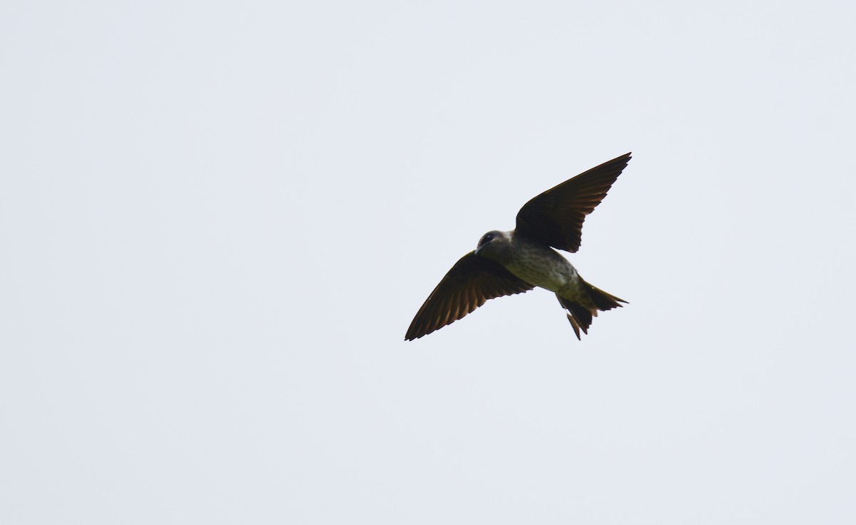 Purple Martin - ML620150925