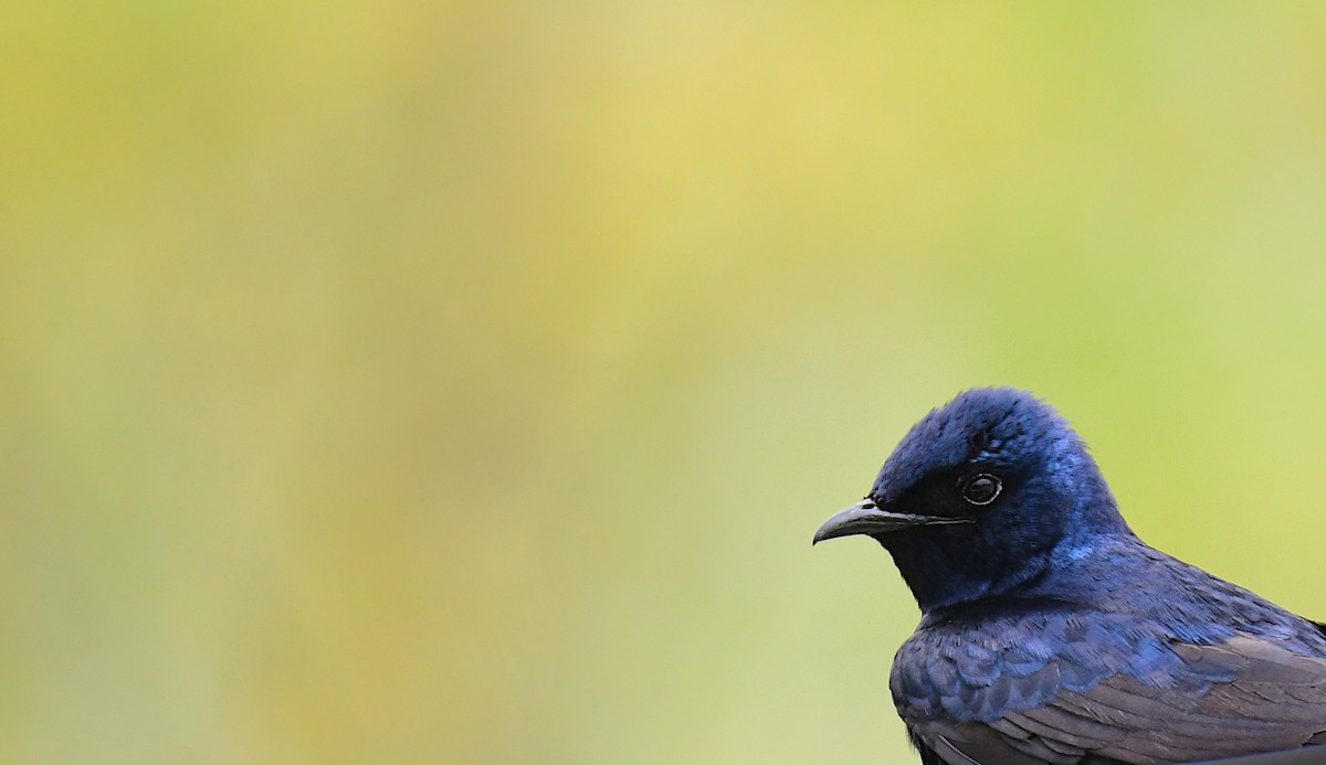 Purple Martin - ML620150926