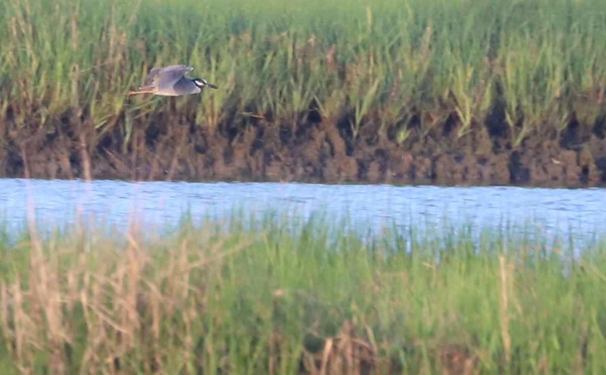 Yellow-crowned Night Heron - ML620150927