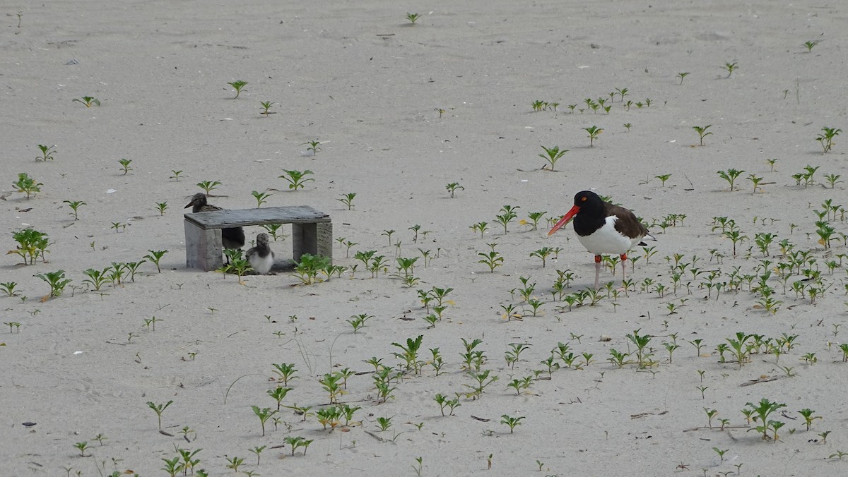 American Oystercatcher - ML620150928