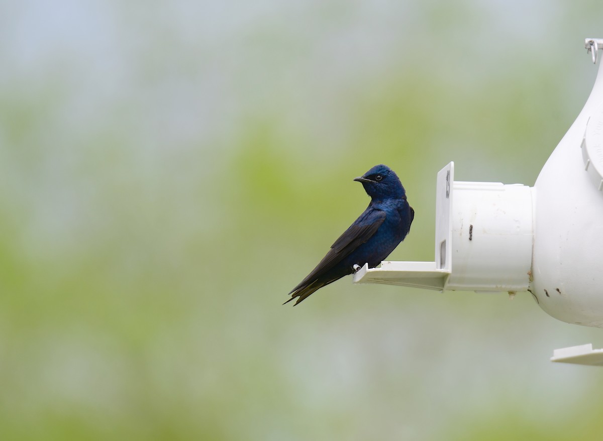 Purple Martin - ML620150929