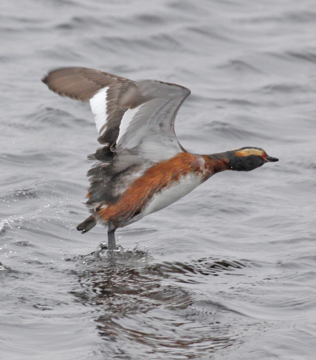 Horned Grebe - ML620150930