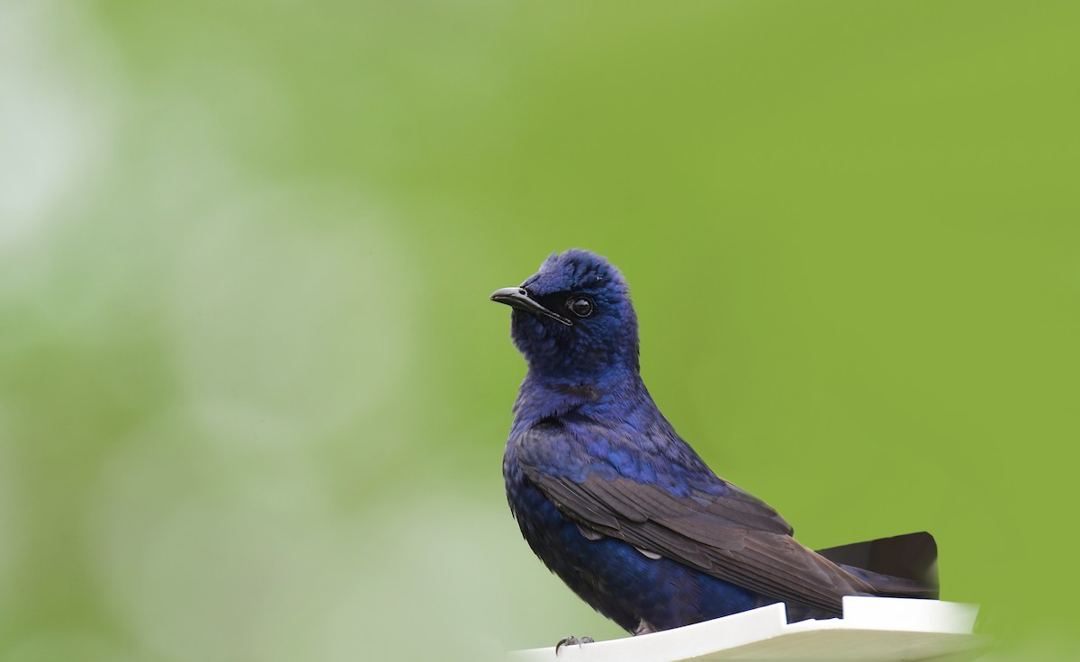 Purple Martin - ML620150932