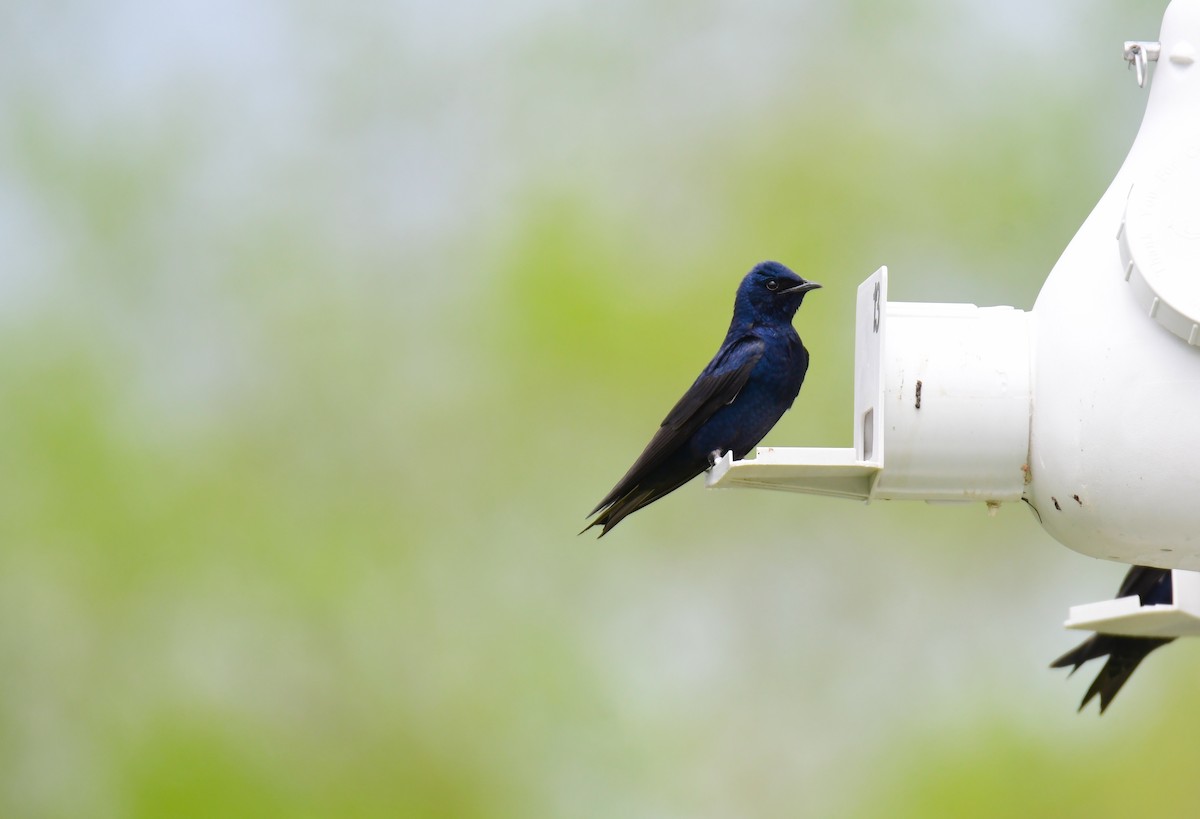 Purple Martin - ML620150936