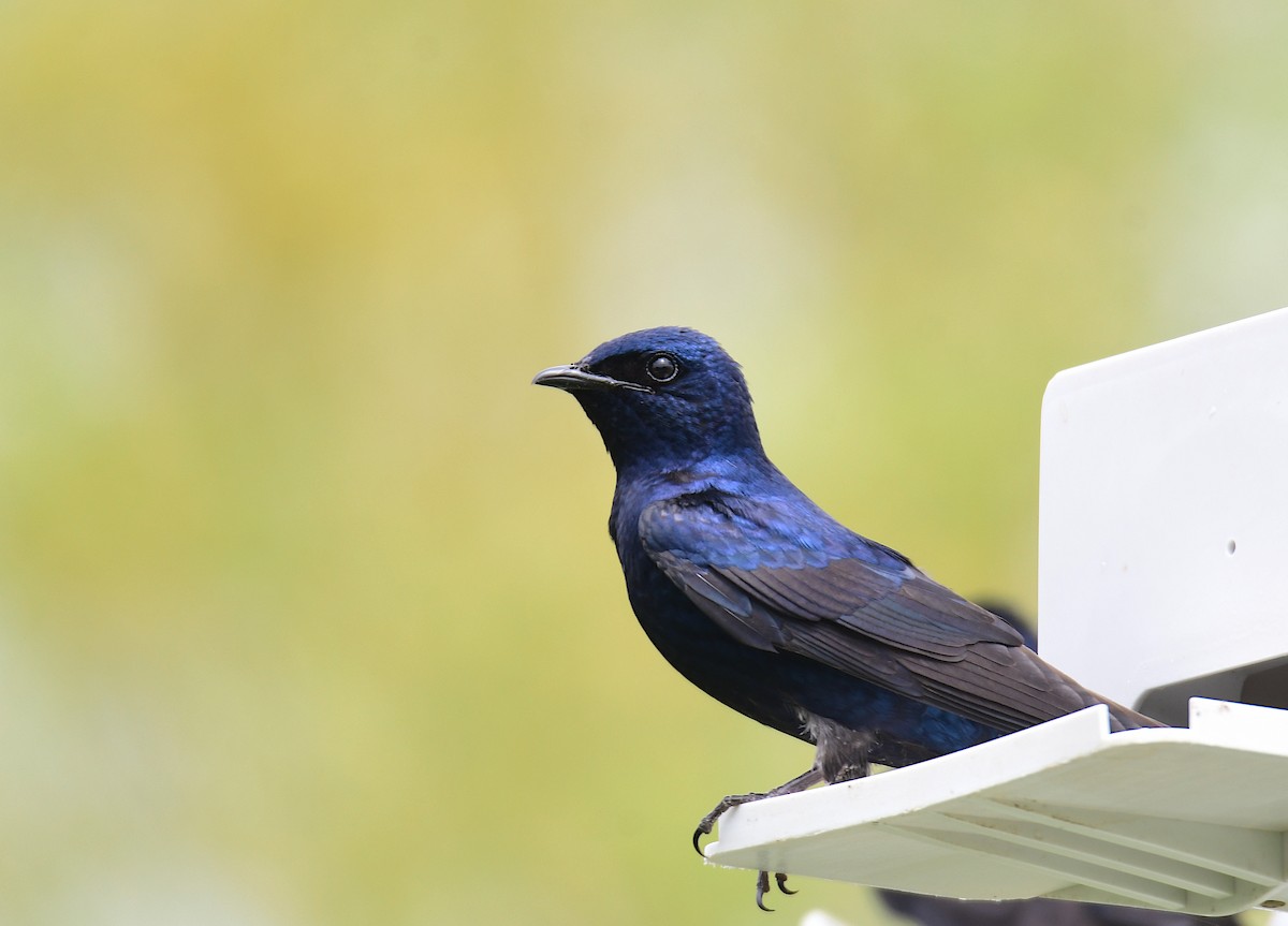 Purple Martin - ML620150937