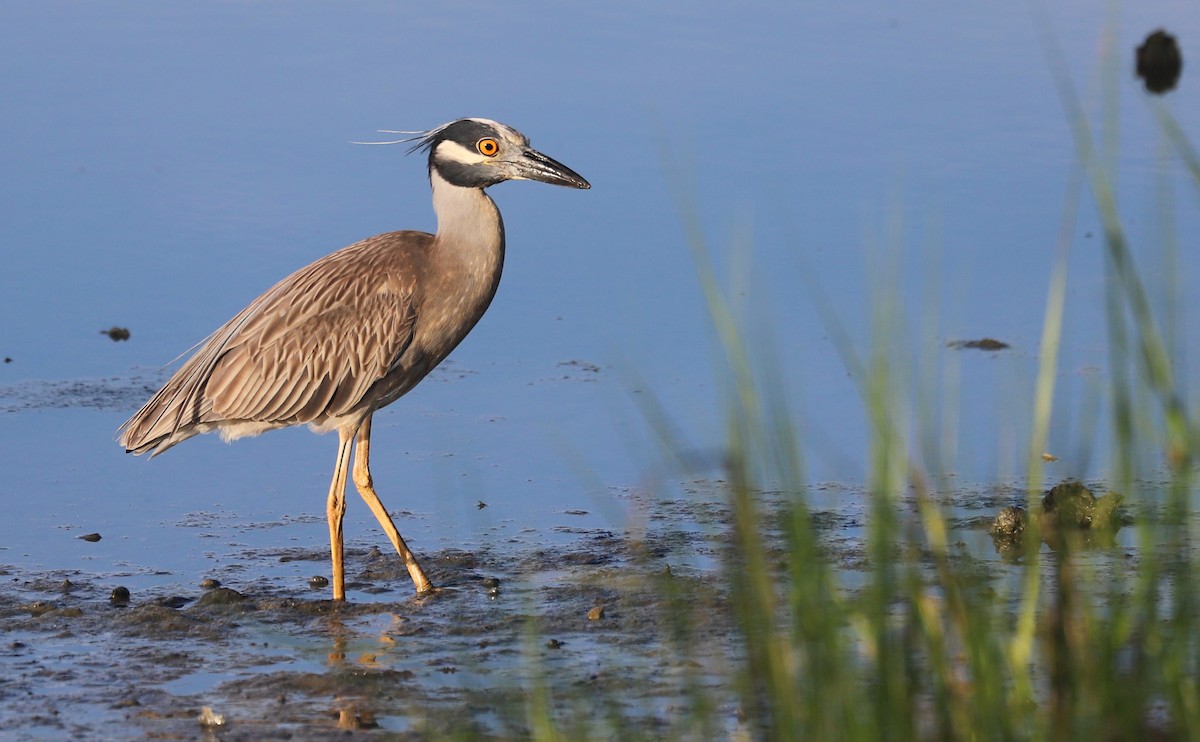 Yellow-crowned Night Heron - ML620150941