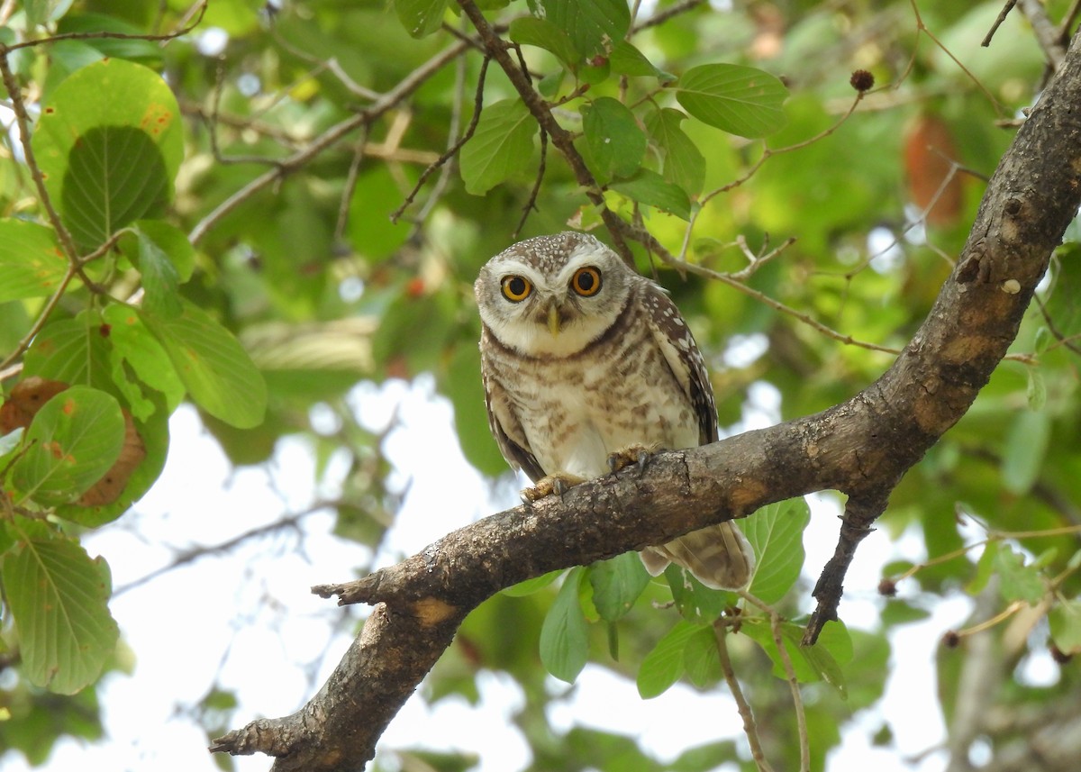 Spotted Owlet - ML620150946