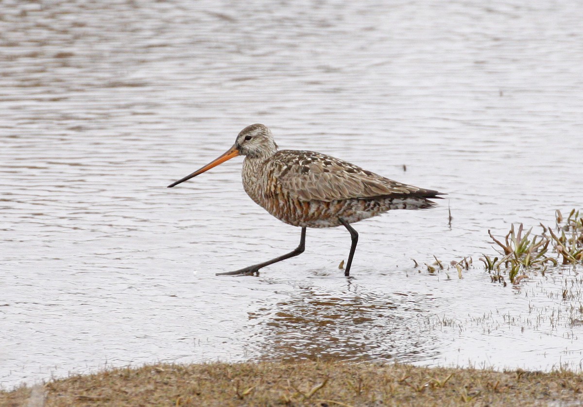 Hudsonian Godwit - ML620150951