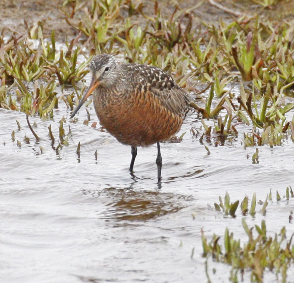 Hudsonian Godwit - ML620150952