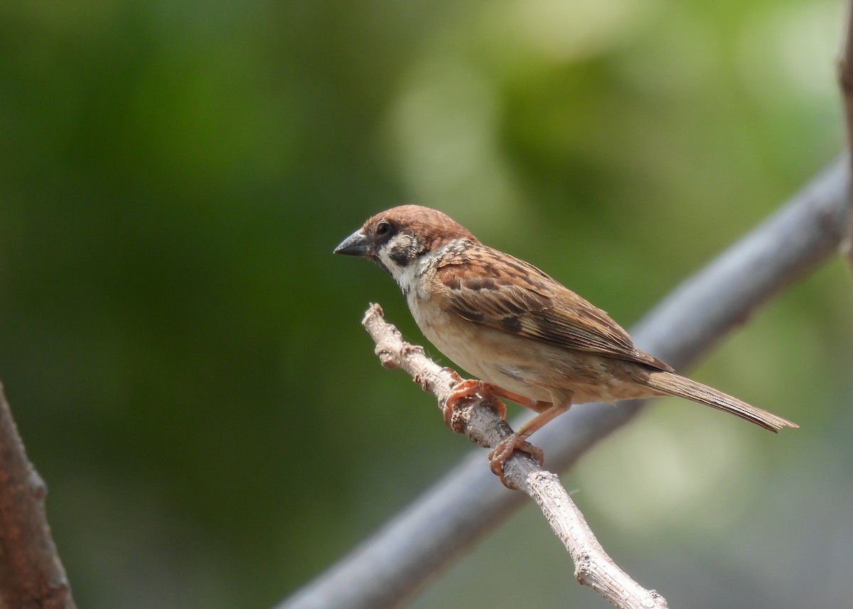 Eurasian Tree Sparrow - ML620150953