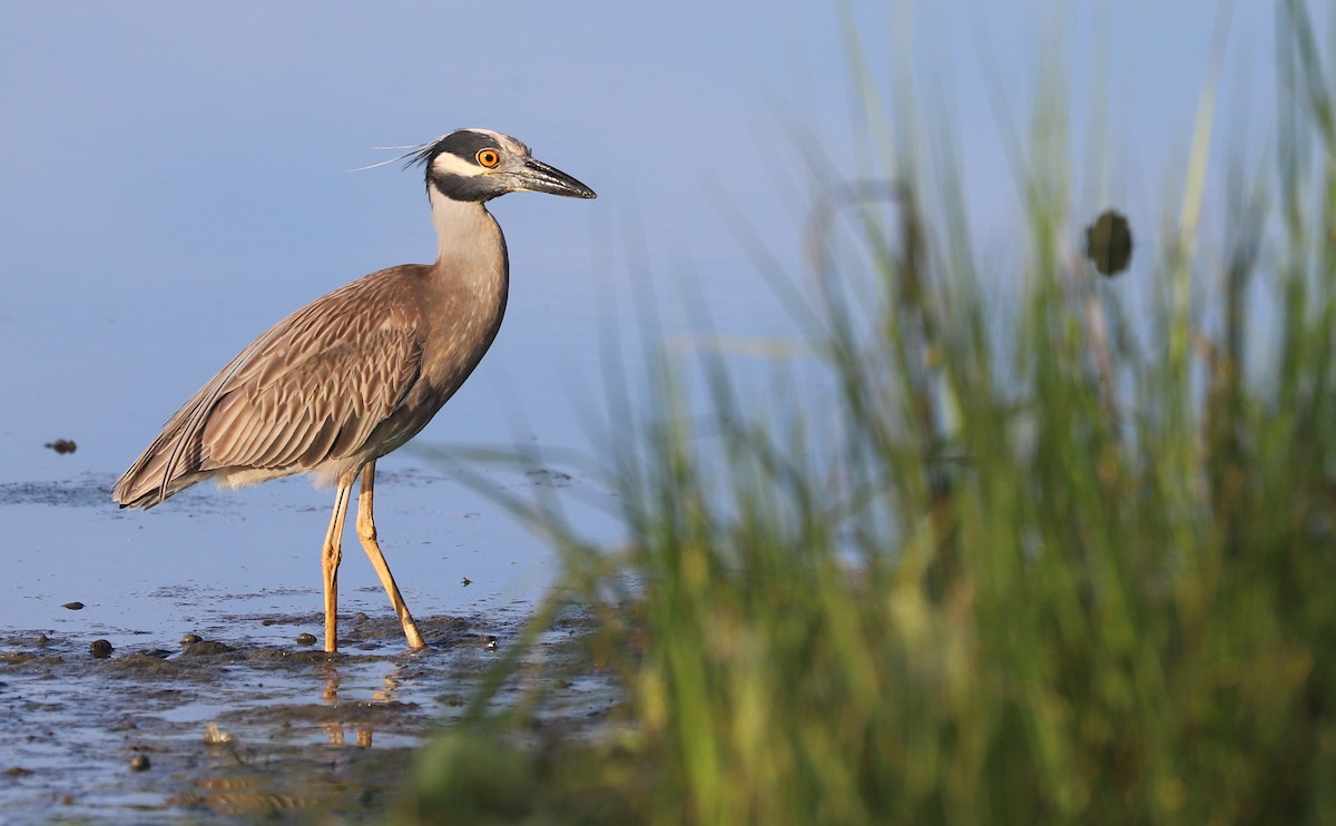 Yellow-crowned Night Heron - ML620150954