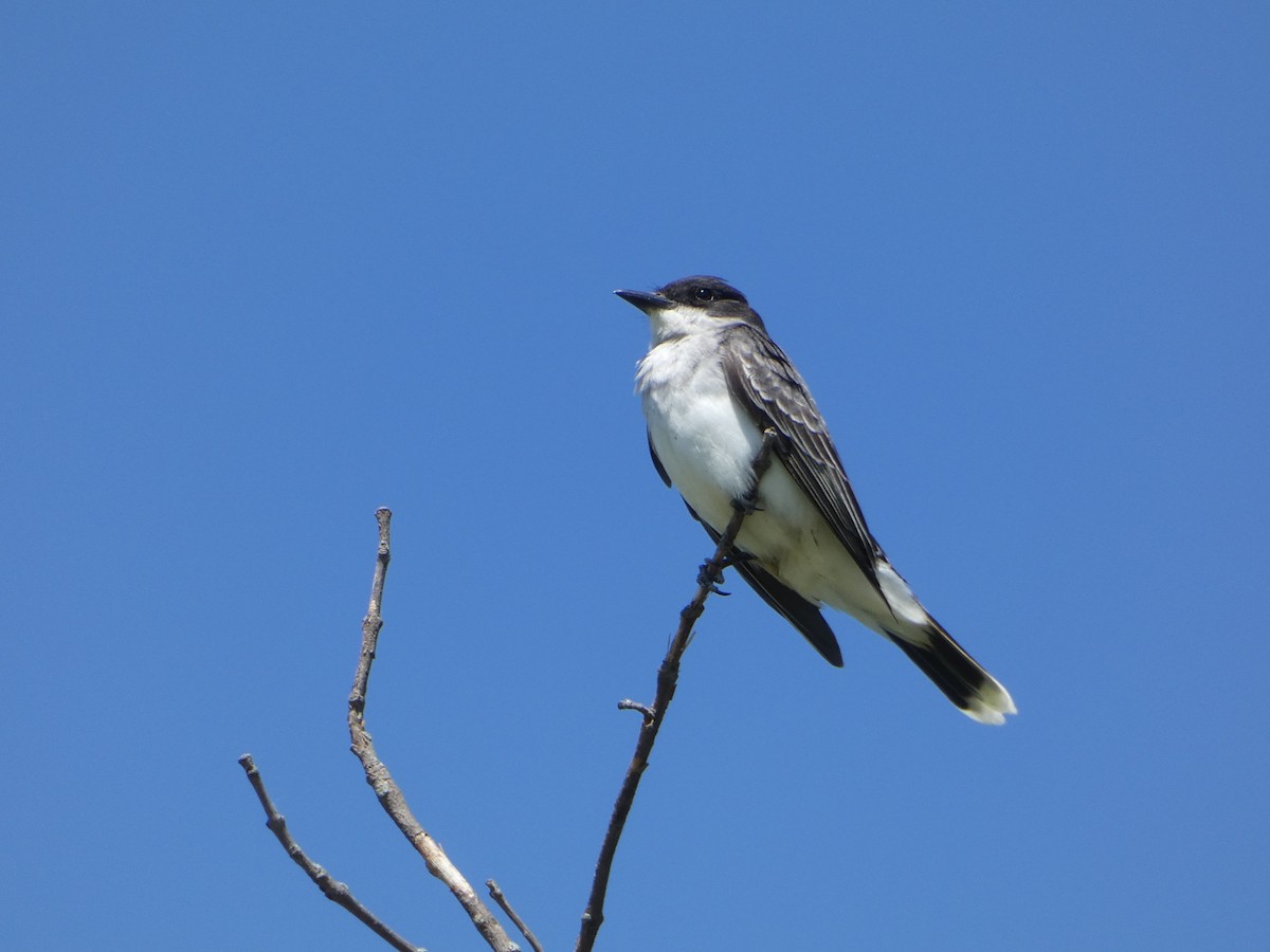 Schieferrücken-Königstyrann - ML620150957