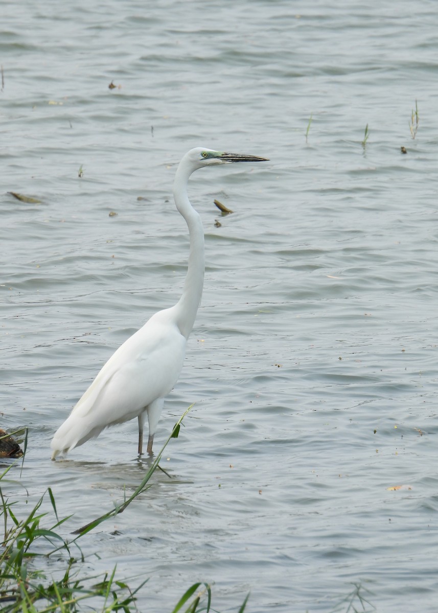 Great Egret (modesta) - ML620150960