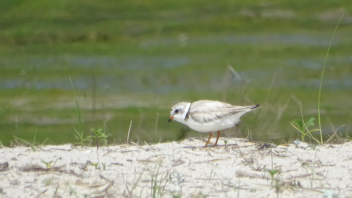 Piping Plover - ML620150968