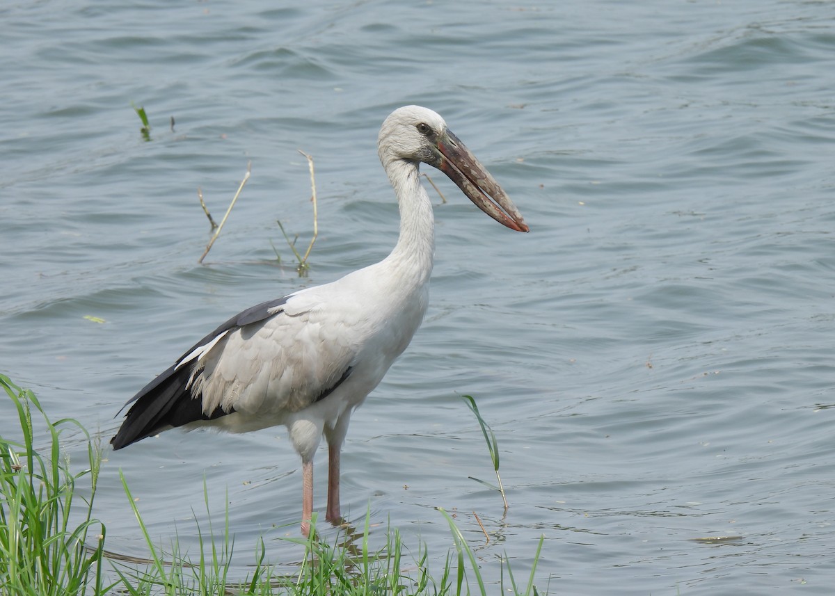 Asian Openbill - ML620150969