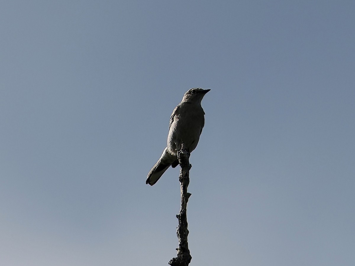 Townsend's Solitaire - ML620150970