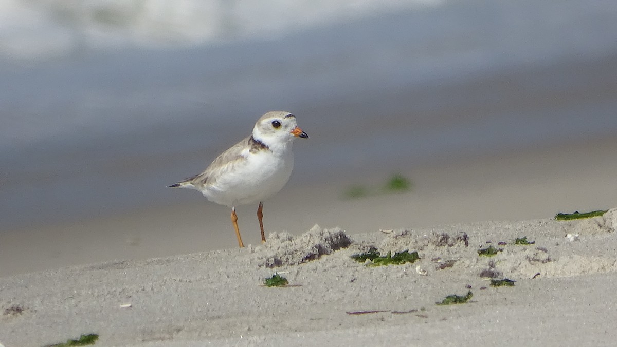Piping Plover - ML620150974