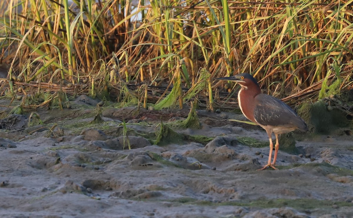 Green Heron - ML620150979