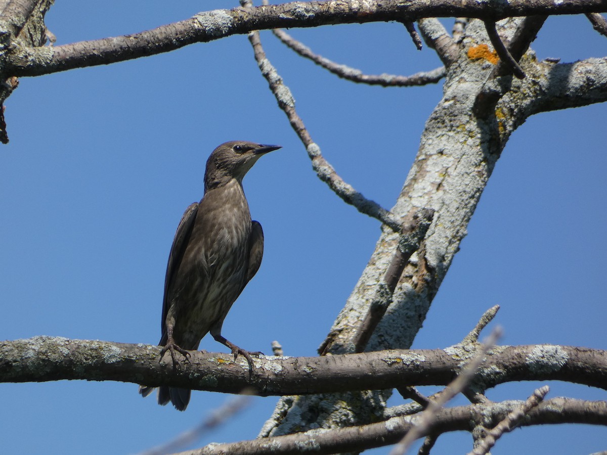 European Starling - ML620150984