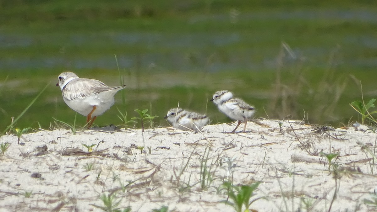 Piping Plover - ML620150988
