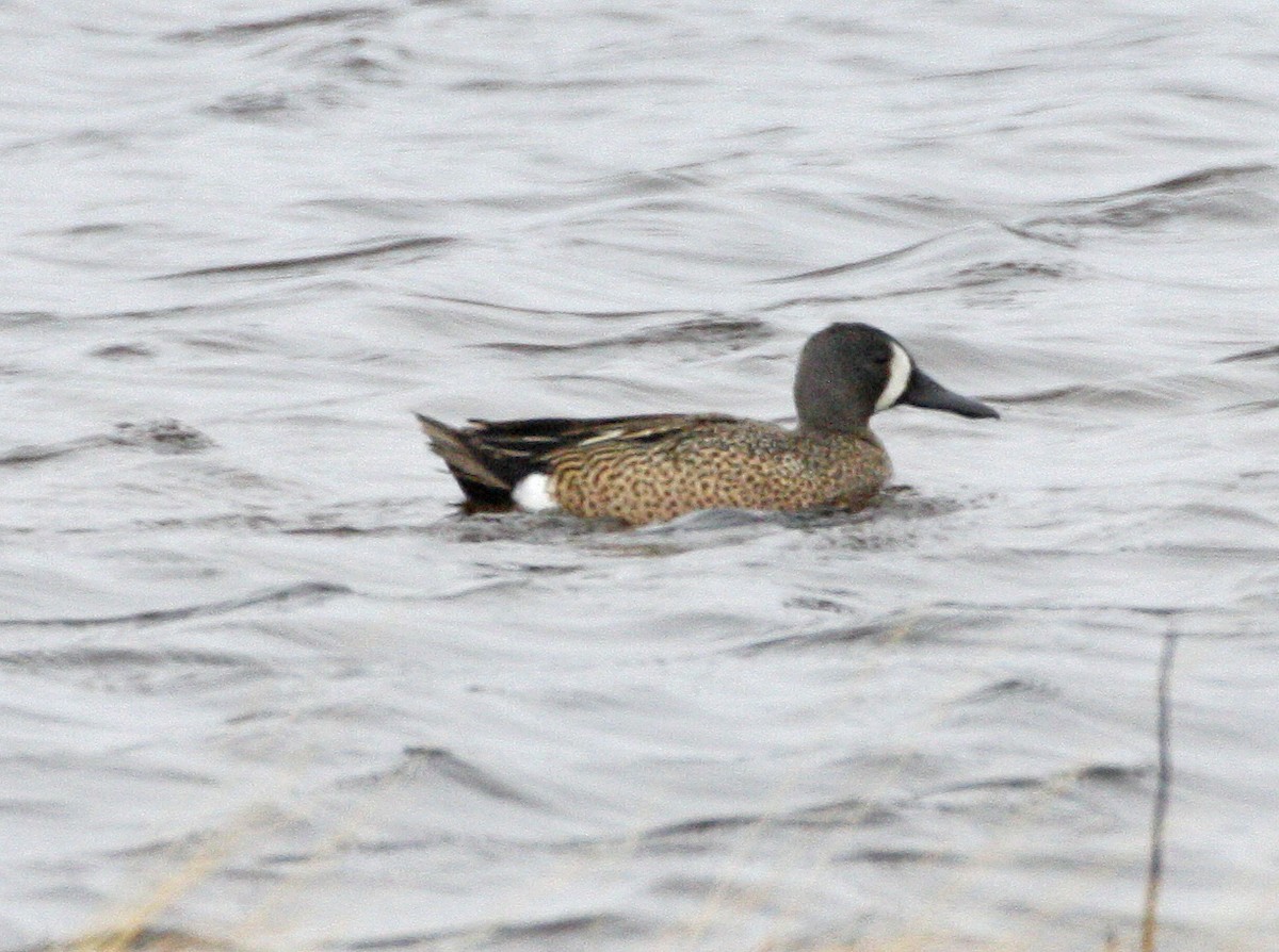 Blue-winged Teal - ML620150989