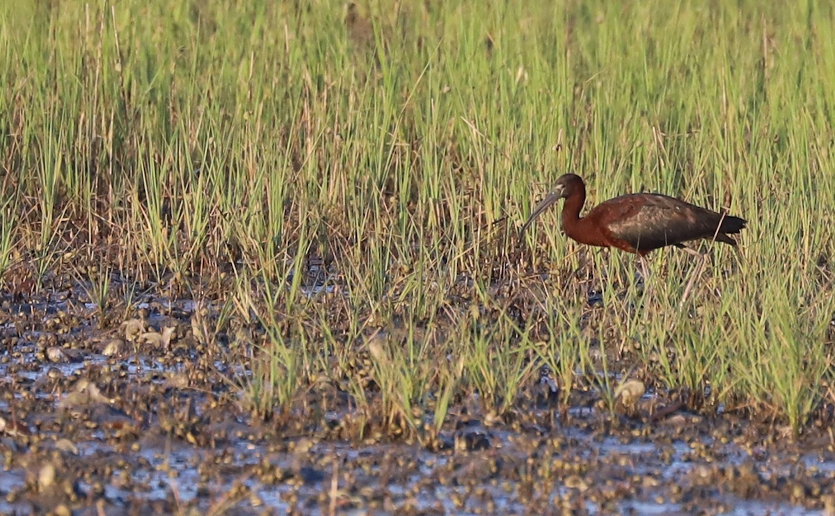 ibis hnědý - ML620150990