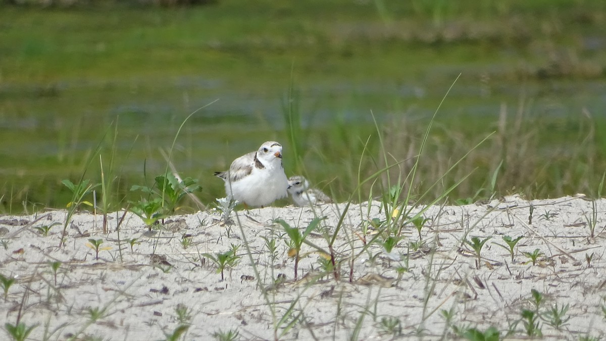Piping Plover - ML620150991
