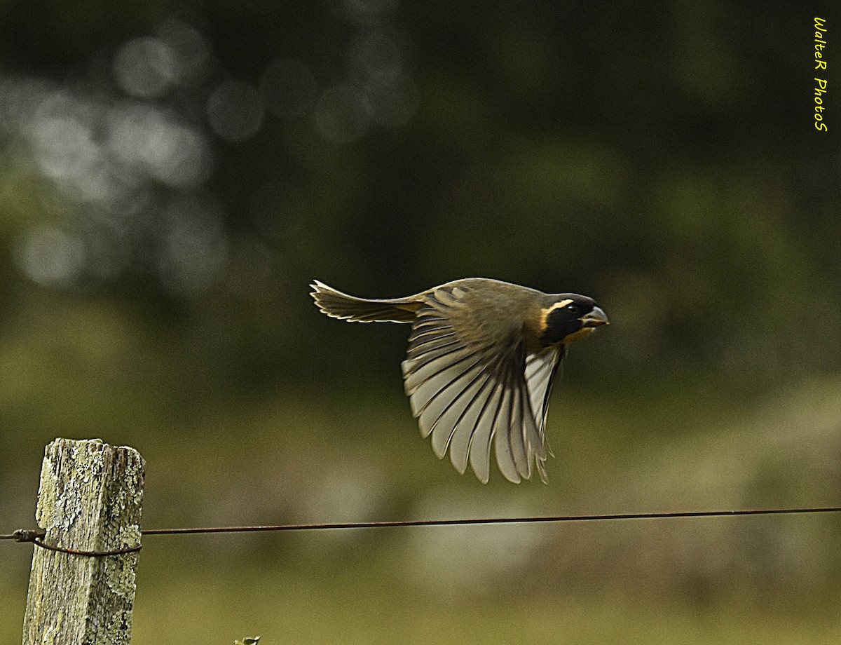 Golden-billed Saltator - ML620150994