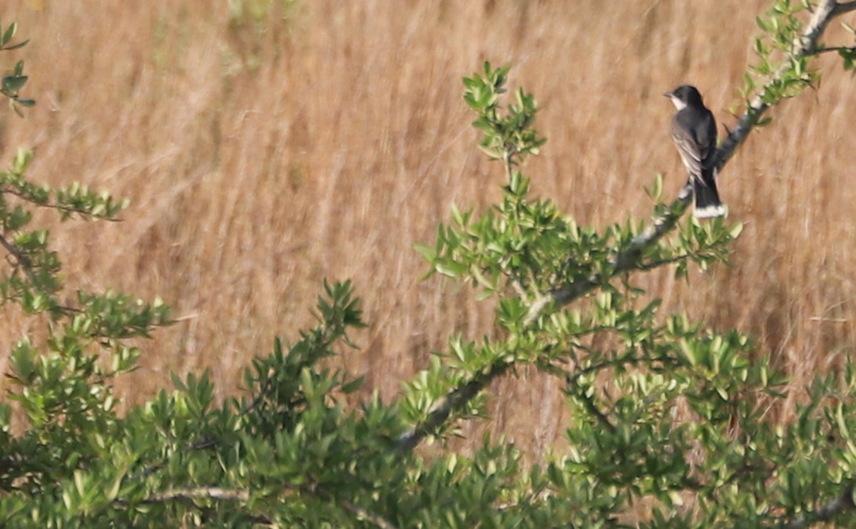 Eastern Kingbird - Rob Bielawski