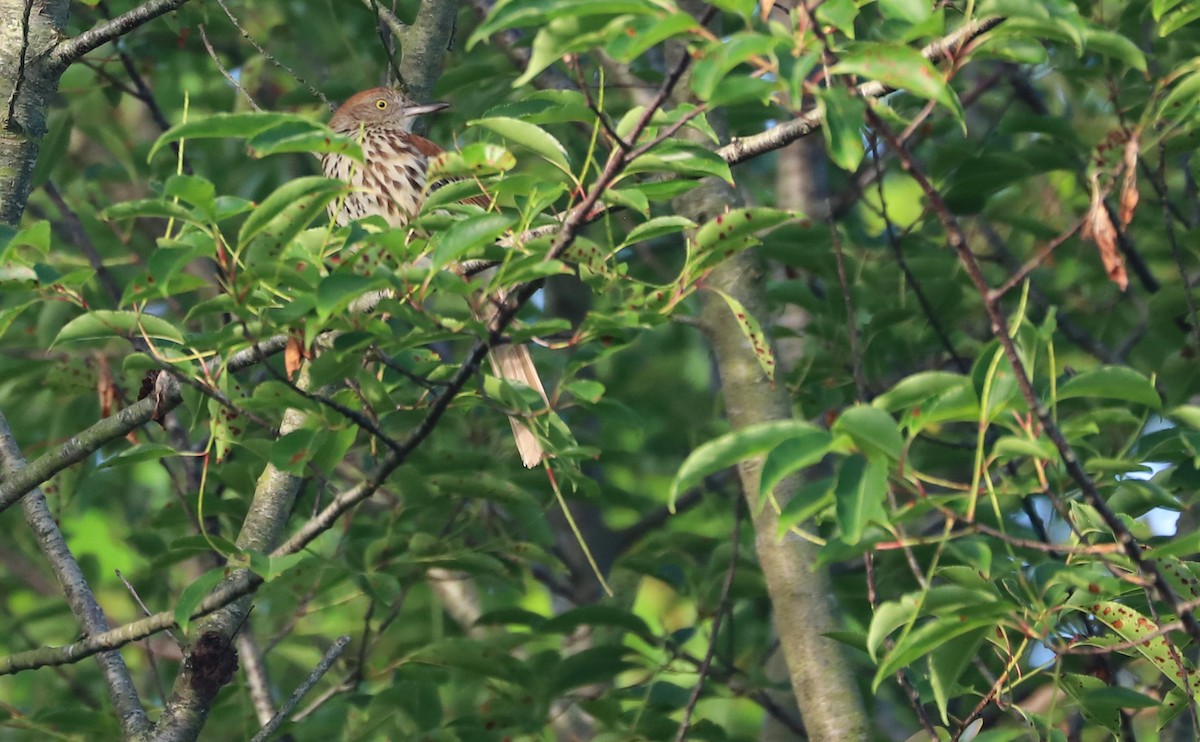 Brown Thrasher - ML620151010