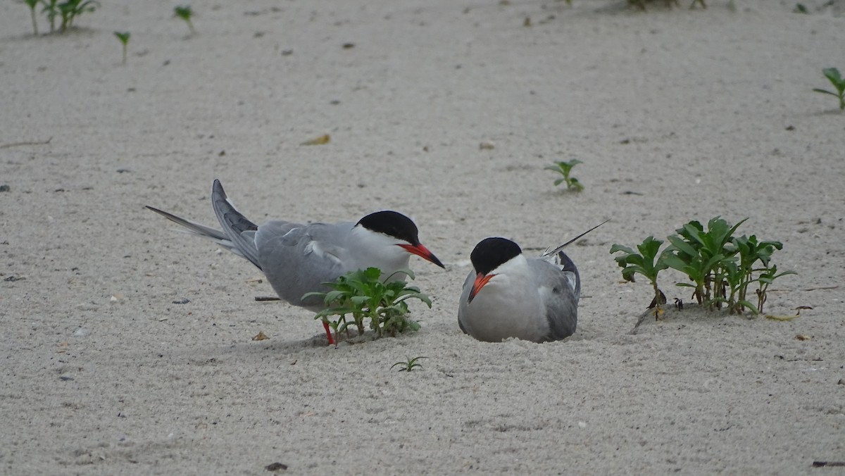 Common Tern - ML620151012